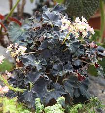 Pin On Begonia