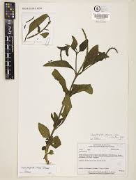 Image result for Nesogenaceae