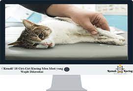 Hal ini cukup penting sebagai salah satu cara meminimalisir bau bangkai kucing sekiranya kedalaman galian dirasa kurang. Kenali 18 Ciri Ciri Kucing Mau Mati Yang Wajib Diketahui