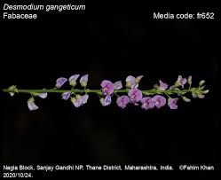 Image result for Pleurolobus