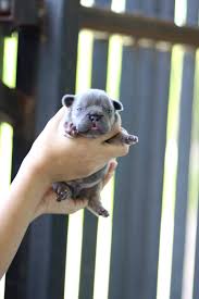 kucucuk essiz kopek yavru kopek kopek bulldog