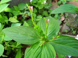 Image result for Spigelia anthelmia