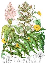 Image result for Acanthaceae