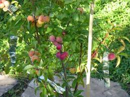 Check spelling or type a new query. Plant A Fruit Salad Four Different Fruits Growing On The Same Tree Dengarden