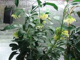Image result for hoya multiflora