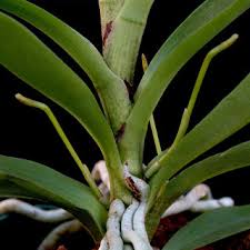 Image result for Angraecum calceolus