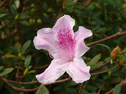 Image result for Rhododendron pulchrum