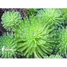 Sedum Multiceps Kakteen Und Sukkulenten Sukkulenten Garten