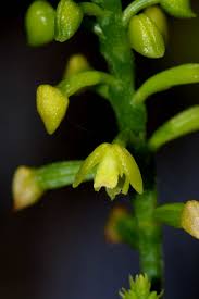 Image result for Polystachya melanantha