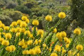 Image result for Leucospermum