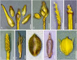 Image result for Lipocarpha monostachya