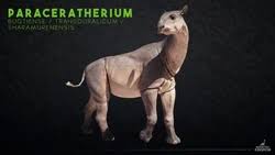 Image result for Paratheria