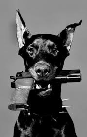 If you choose to use a water gun to deter your dog from misbehaving, then purchase a water gun that is small. 29 Dogs With Guns Ideas In 2021 Dogs Animals Guns