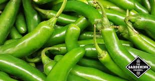 More images for how often should you water jalapeno plants » How To Grow Serrano Peppers Gardening Channel