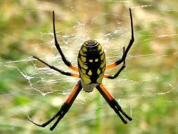 The black and yellow garden spider of the argiope aurantia species is one of the biggest spiders in the state. Oklahoma Spiders Pictures And Spider Identification Green Nature