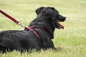 5 Best Large Dog Harnesses To Stop Pulling Canine Weekly