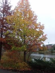 Check spelling or type a new query. Sweetgum Bates Canopy Bates College