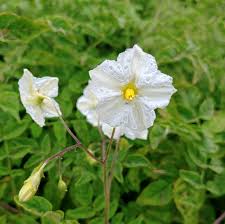Image result for Solanum sp.no.2