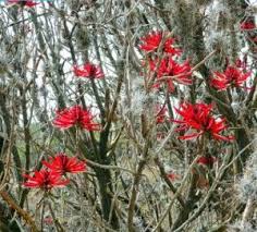 Image result for Erythrina livingstoniana
