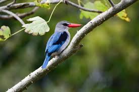 Birds Of Kenya Africa African Safari South African Birds Backyard Birds