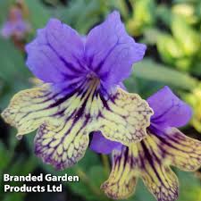 Image result for Streptocarpus leptopus