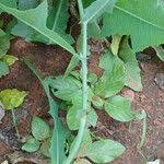 Image result for Launaea cornuta