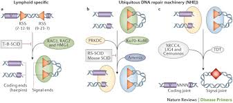 Image result for Humoral Immunodeficiency