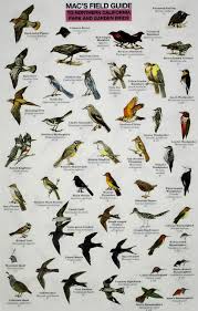 Backyard Birds Of Southern Illinois Birds Of N Calif Backyard Birds Bird Garden Bird Watcher