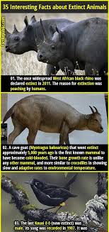35 Interesting Facts About Extinct Animals And Birds Fact Republic Extinct Animals Bird Facts Pet Birds