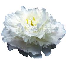 Spain, france, mexico, republic of texas, united states of america and the confederate states of america. Wedding Flowers Wholesale Flowers Bulk Flowers Flowers Near Me