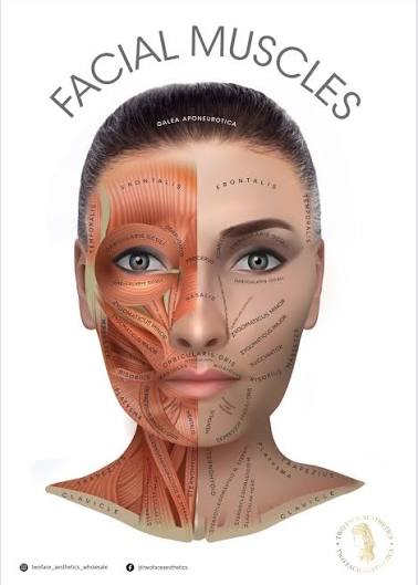 Facial Anatomy Poster - Facial Muscles – Two Face Aesthetics
