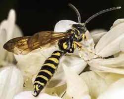 Dear teresa, this is one of two species of thread waist wasps that we have trouble distinguishing from one another. What S The Buzz Bee Informed About Those Yellow And Black Stripes Friends Of The Blue Hills