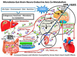 Microorganisms Free Full Text The Microbiota Gut Brain Axis Heart Shunt Part I The French Paradox Heart Disease And The Microbiota Html