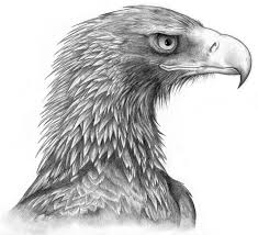 Big Black Bird With White Head And White Tail Wedge Tailed Eagle Commission By Black Charizard On Deviantart Wedge Tailed Eagle Eagle Drawing Eagle Art