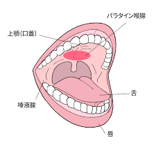 狂気】口内用ラブグッズ『ラブスロート』で、本気の口内開発してみた - 快感スタイル
