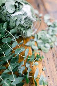 Image result for Eucalyptus