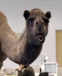 He also appeared in a macklemore & ryan lewis video, and in movies, including. Hump Day Hope Come On Say It Say It