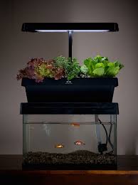 Low light and high humidity dwarf plants are best. Desktop Aquaponics System Turns Your Fish Tank Into A Garden Boing Boing