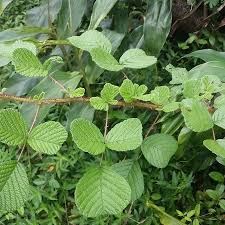 Image result for Rubus ellipticus