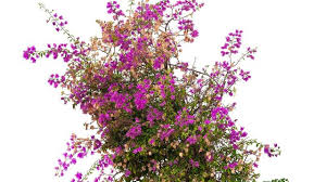 Le bougainvillier, également appelé la bougainvillée, est un arbuste épineux grimpant de la semis et plantation du bougainvillier ((ou bougainvillea). Bougainvillier Plantation Entretien Cote Maison