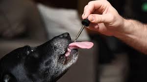 A natural pet pantry local pet food and supply store is a healthy pet shop with everything you need for your dogs & cats. Opinion Why You Shouldn T Give Your Pet Cbd Or Marijuana Marketwatch
