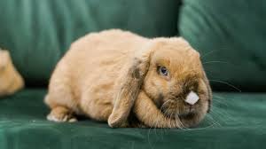 Image result for Lophacme