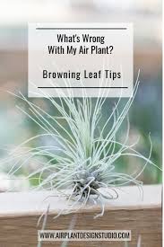 What S Wrong With My Air Plant Series Brown Leaf Tips In 2020 Air Plants Air Plants Care Large Air Plants