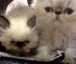 Himalayan Kittens For Sale by Reputable Breeders ...