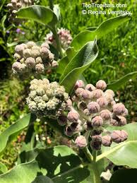 Image result for Asclepias albens