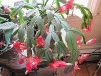 Christmas Cactus How To Care For Holiday Cacti The Old Farmer S Almanac