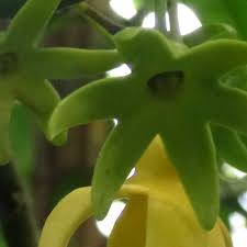 Image result for isolona