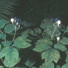 Image result for Blue Cohosh