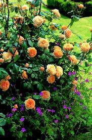 Crown Princess Margareta Rose English Roses Roses Uk English Roses Beautiful Gardens Rose