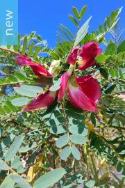 Image result for Sesbania quadrata